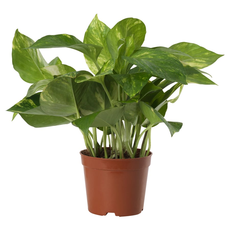 EPIPREMNUM Potted plant, Golden Pothos, 9 cm
