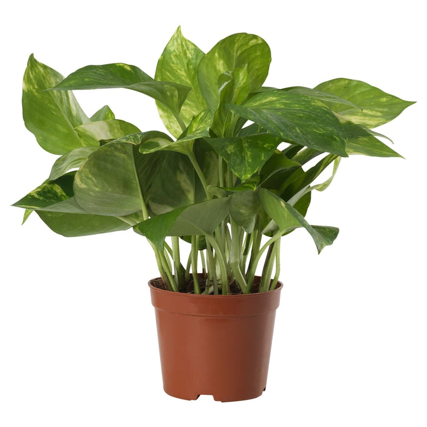 pothos ikea EPIPREMNUM Potted plant, Golden Pothos, 9 cm – Dhivehi Cart