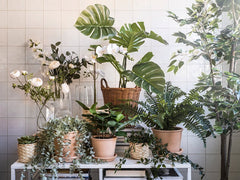 FEJKA Artificial potted plant, in/outdoor hanging/eucalyptus, 9 cm